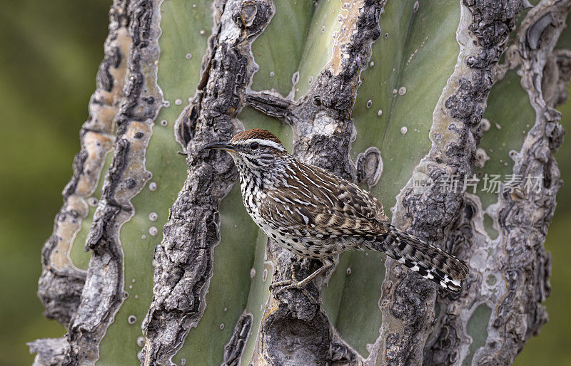 仙人掌鹪鹩，Campylorhynchus brunneicapillus，是一种鹪鹩，是美国西南部和墨西哥北部和中部沙漠的特有物种。下加利福尼亚南部，墨西哥。